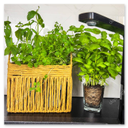 Natürliche Kräuter und Essenzen